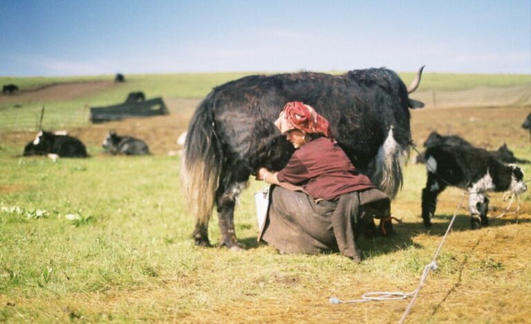 A nomad cares for her herd